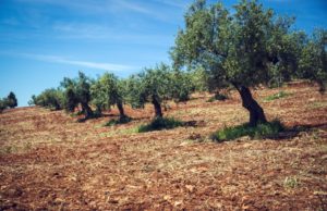 innovacion agroalimentacion.1