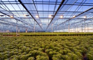 Nace en Japón la primera empresa que sustituye a agricultores por robots