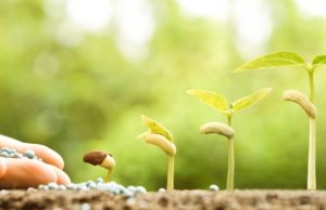 semillas y plantas amazon