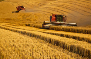 El Grupo Agroveco avanza en la digitalización de sus procesos con SAP Business One