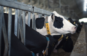 Los collares inteligentes de Halter que transforman la ganadería